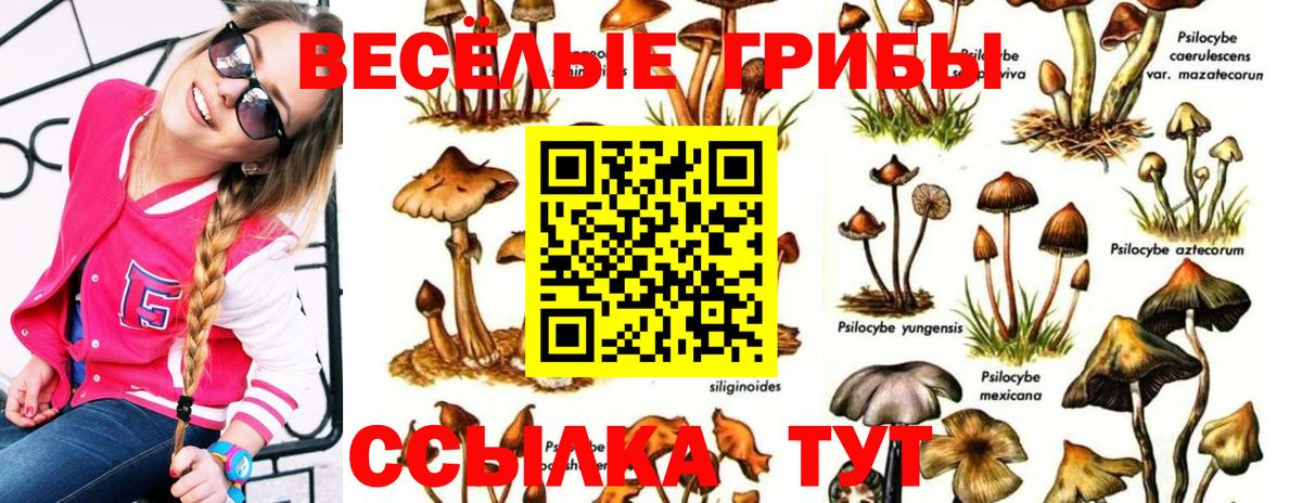 Псилоцибиновые грибы прущие грибы  Вход с VPN  Озёры 